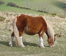 Dartmoor_Pony