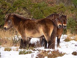 Exmoor_Pony