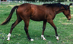 250px-Australian Stock Horse