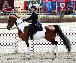 250px-National Show Horse
