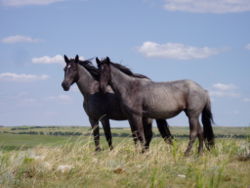250px-Nokota Horses
