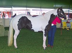 250px-Paint Horse REFON