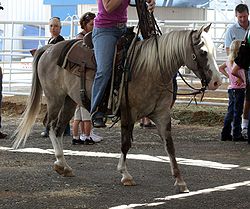 250px-Quarter Horse Pony